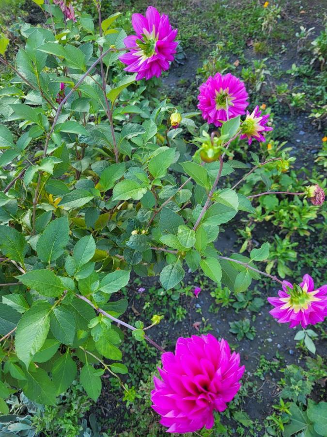 Gabala Garden Hostel エクステリア 写真