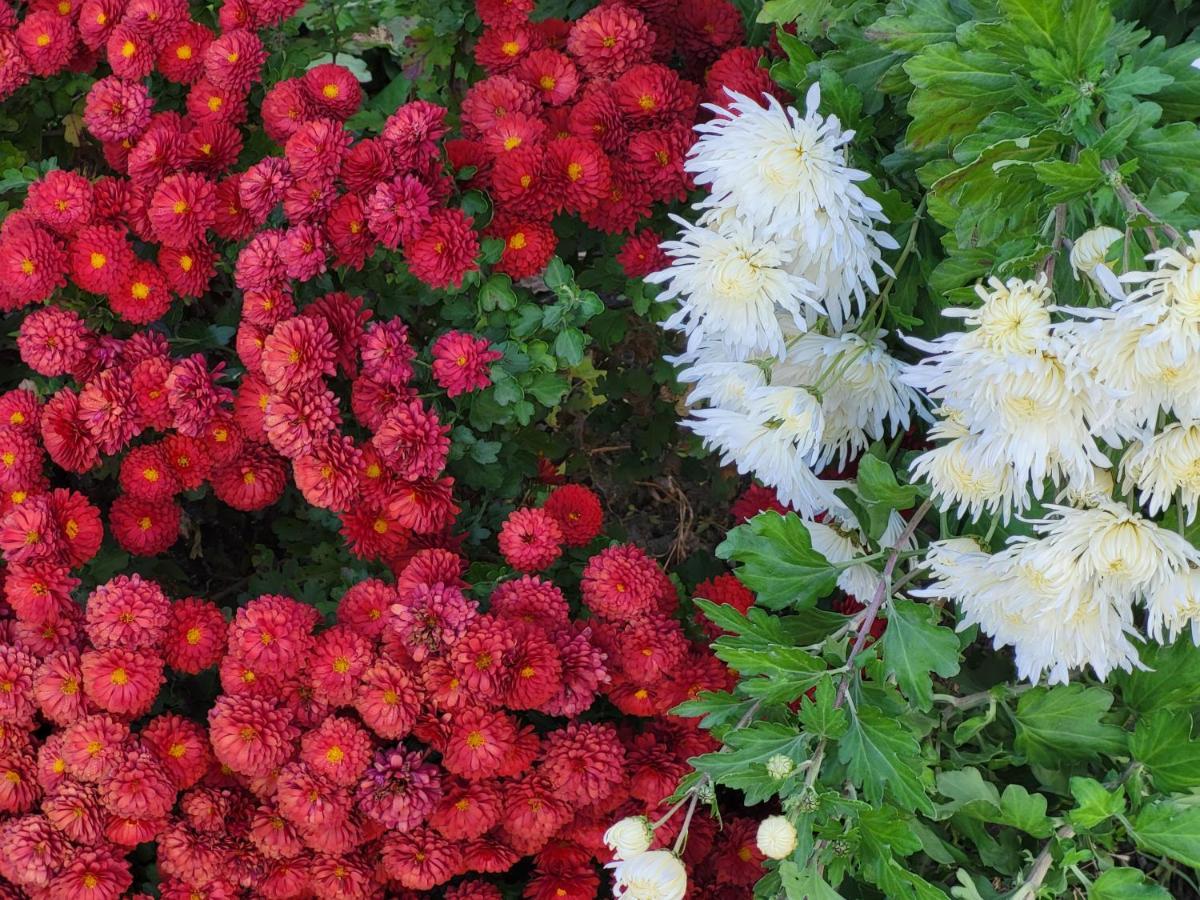 Gabala Garden Hostel エクステリア 写真